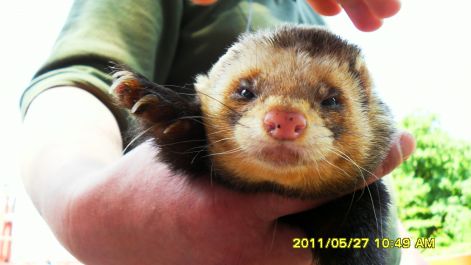 2011.05.27._allatkert_sarkanymentes_097.jpg